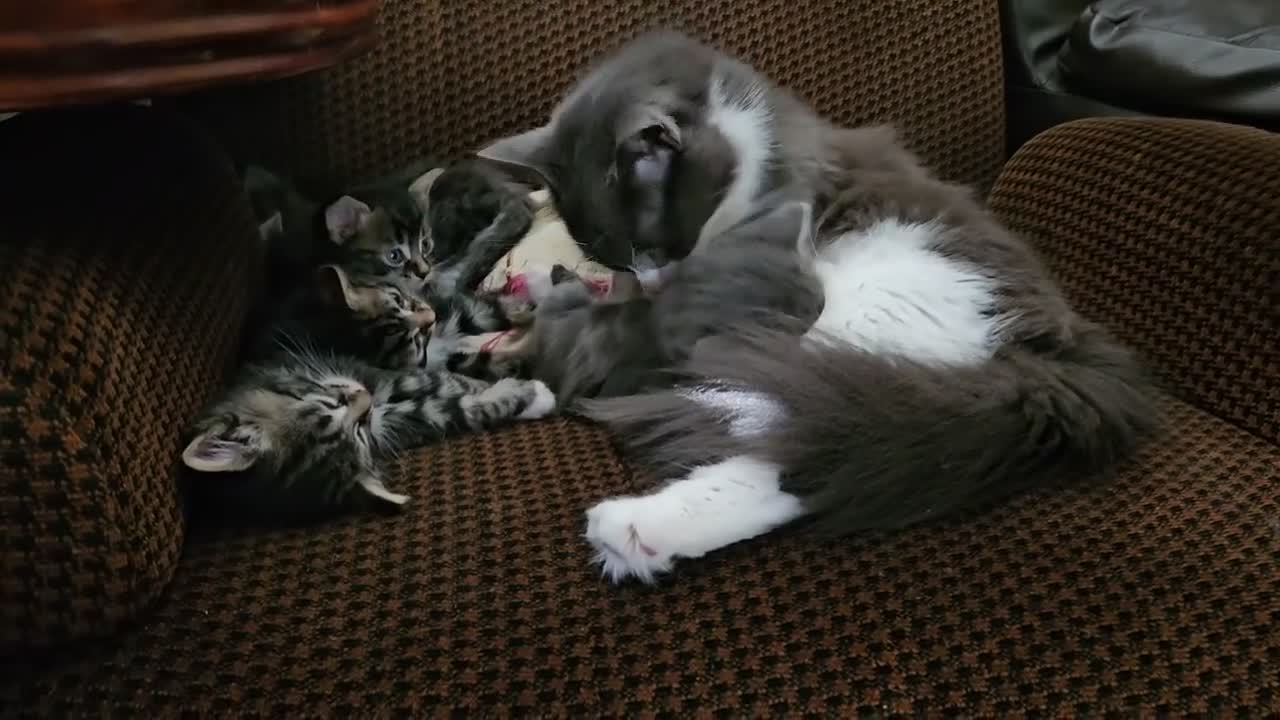 Mixed Breed cats for sale: Amazing kittens - Video 1