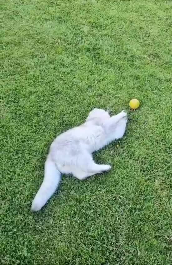 British Shorthair cats for stud: ❤ British Short Hair Active Stud ❤ Champion ❤ in Doncaster - Video 3