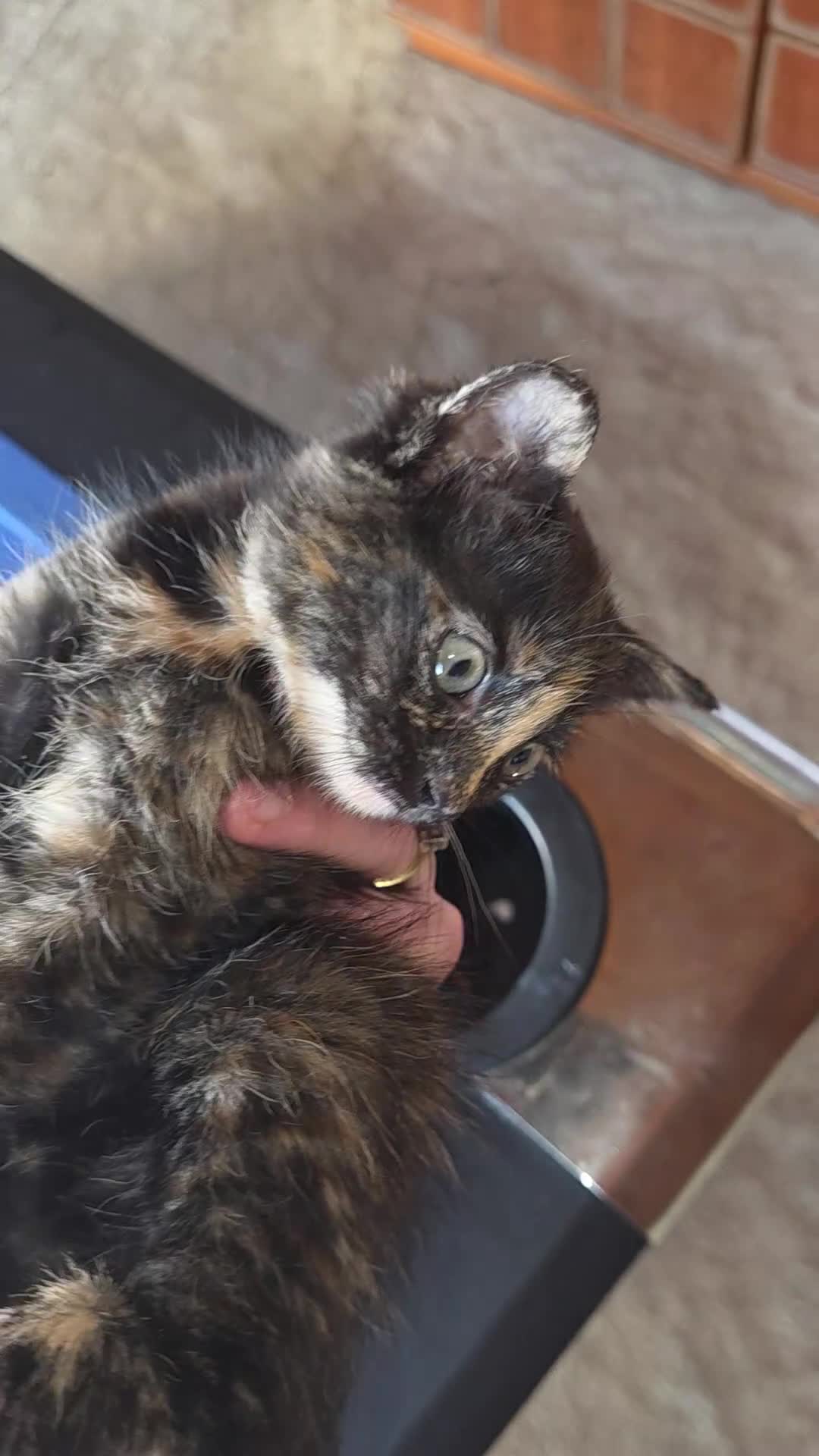 Mixed Breed cats for sale: Four beautiful fluffs - Video 3