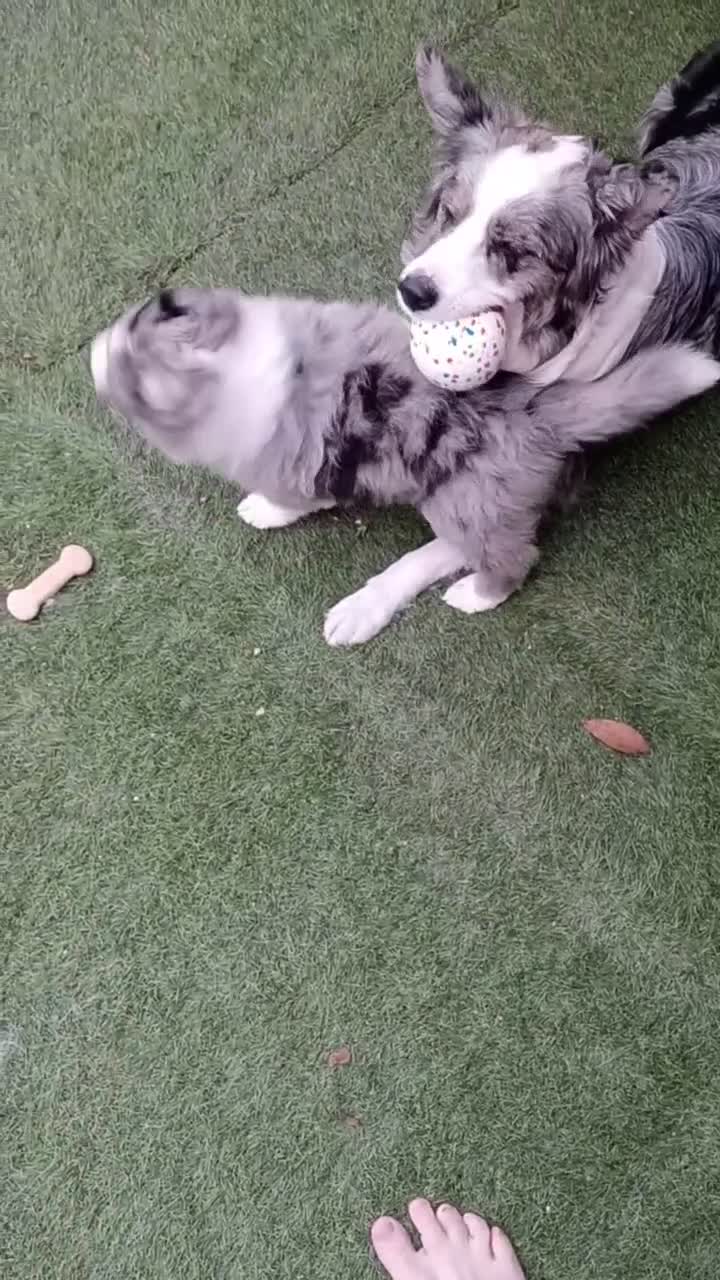 Border Collie dogs for sale: Blue merile boarder collie  stunning puppy in Sutton Coldfield - Video 2
