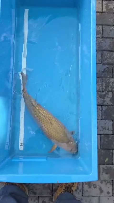 Koi Carp fish for sale: Koi for sale  in Croydon - Video 4