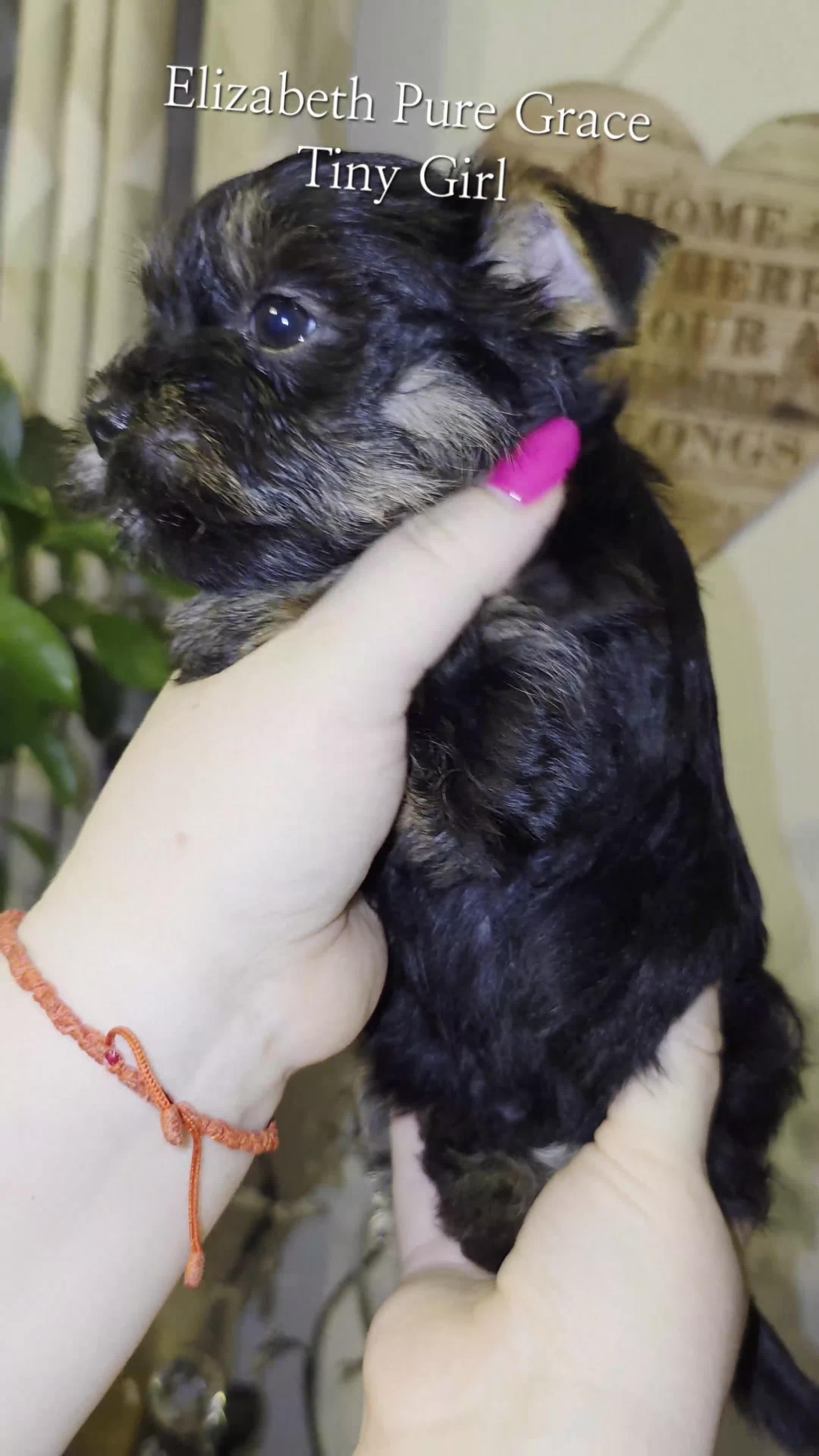Yorkshire Terrier dogs for sale: Yorkshire Terrier Puppies Ready Now - Video 1