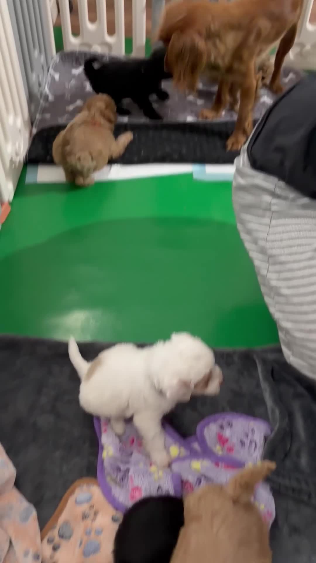 Cockapoo dogs for sale: Stunning F1B Cockapoo Puppies - Video 2