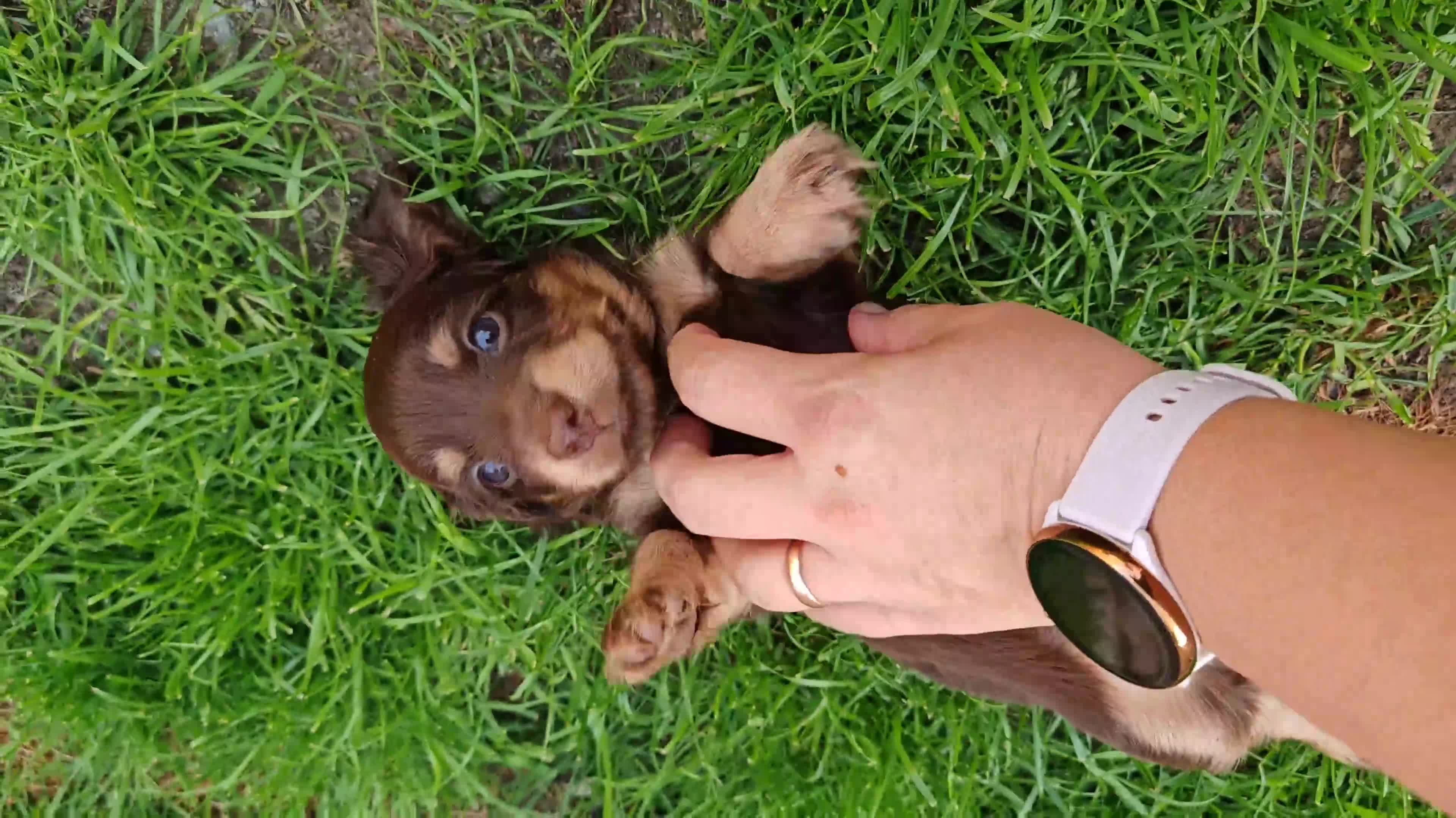 Miniature Dachshund dogs for sale: Exceptional Miniature Dachshunds Babies in Littleborough - Video 4