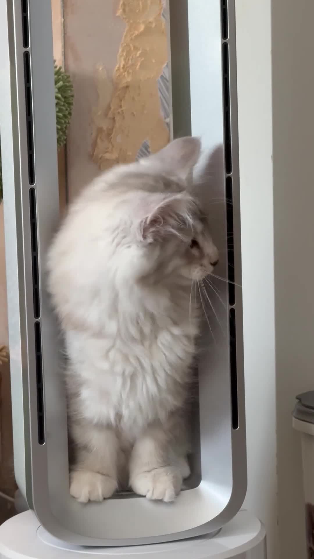 Norwegian Forest Cat cats for sale: SANNVENN Norwegian Forest Cats - Video 1