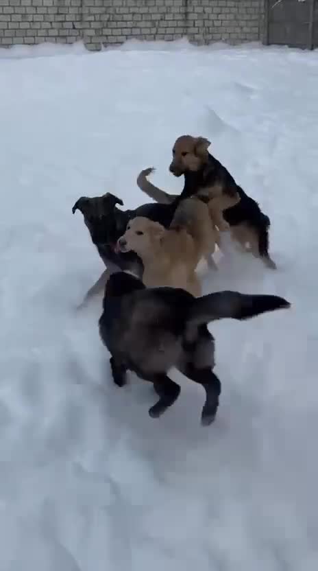 Golden Retriever dogs for adoption: 🐾 GOLDIE – Male Golden Retriever - Video 2