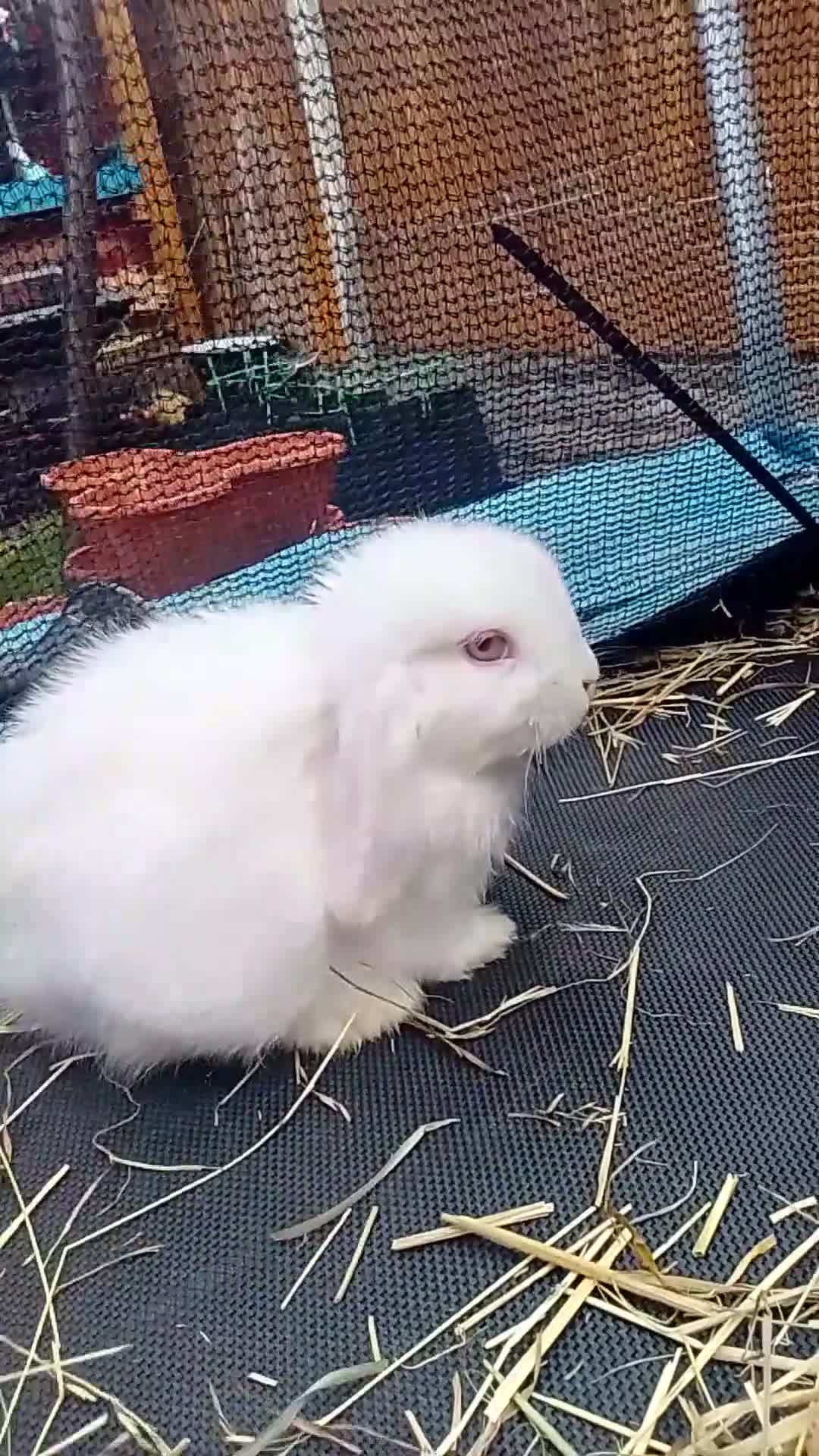 Mini Lop rabbits for sale: Mini Lop Bunnies Ready to leave 12/05 - Video 3