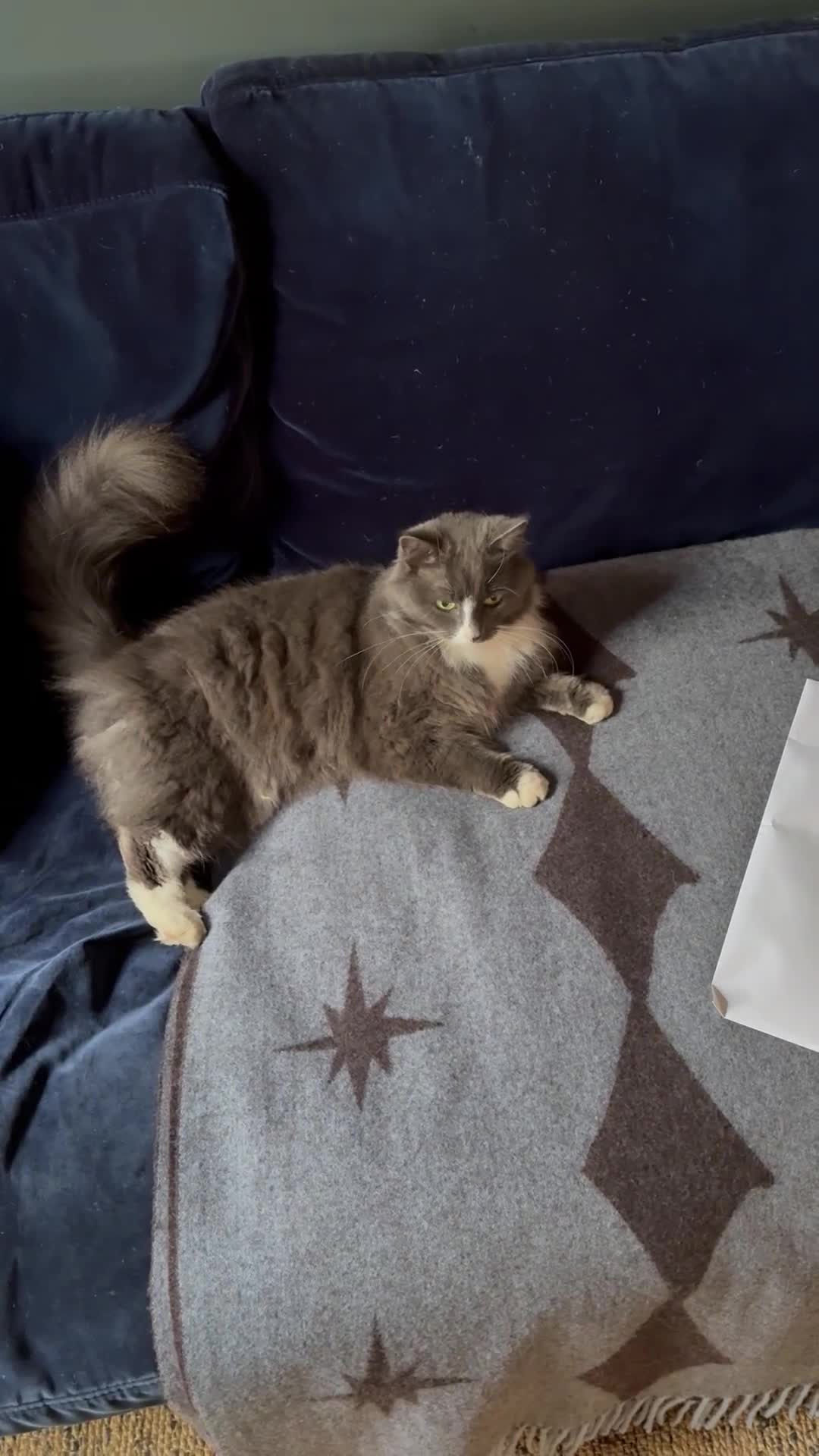 Russian Blue cats for sale: Beautiful Russian Blue 4 Year Old Cat - Video 1