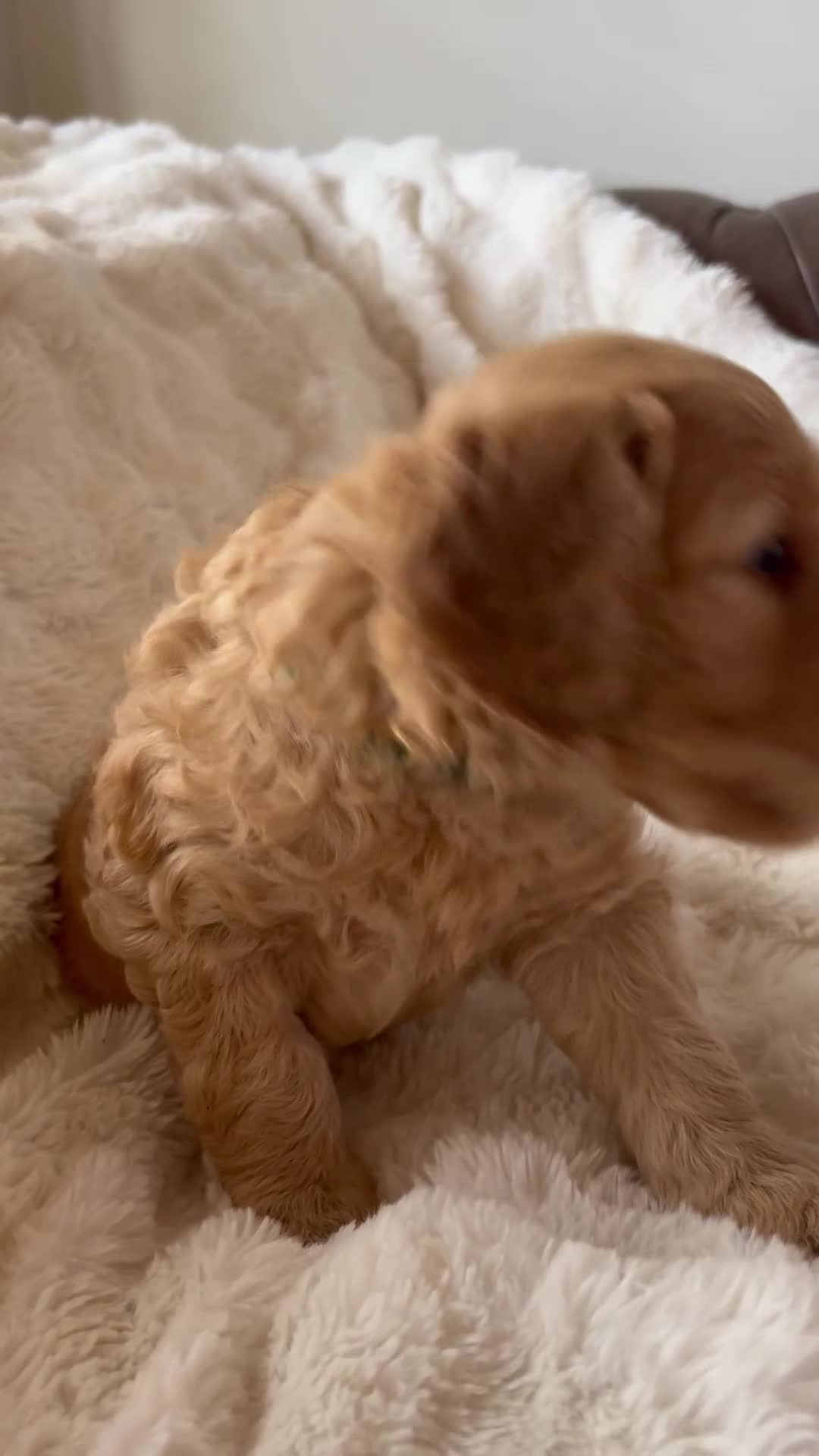Double Doodle dogs for sale: Doubledoodle - Video 5