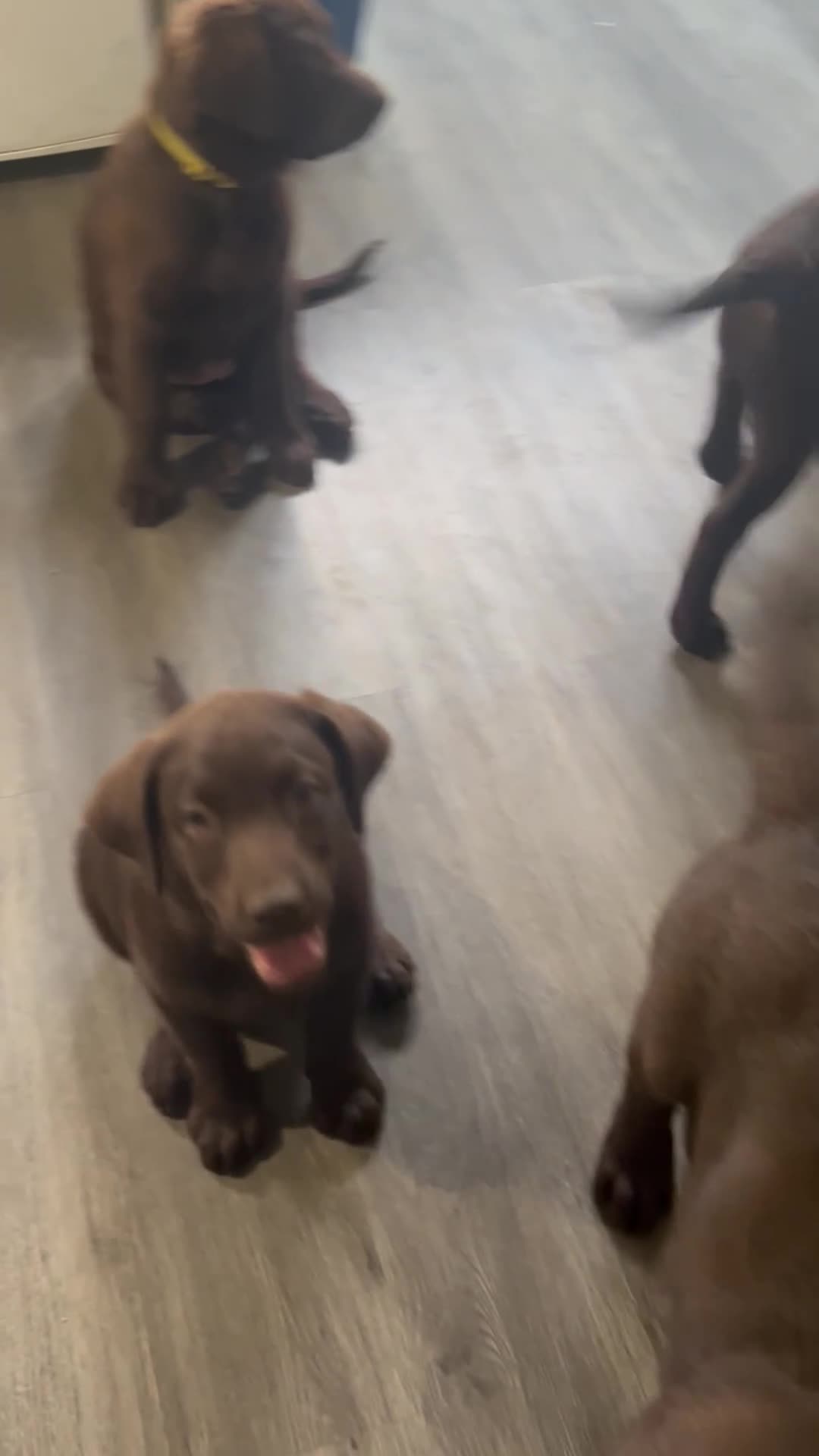 Labrador Retriever dogs for sale: Beautiful Labrador Retriever Puppies for Sale - Video 1