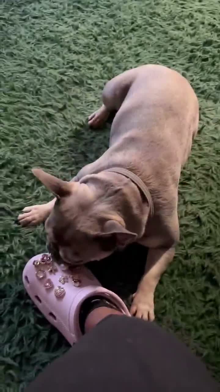 French Bulldog dogs for sale: Missy 1yr old frenchie - Video 1