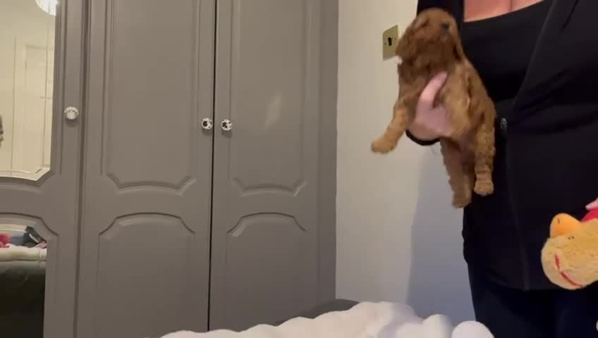 Cavapoo dogs for sale: ✨ Dark Red Cavapoo Puppies ✨** - Video 2