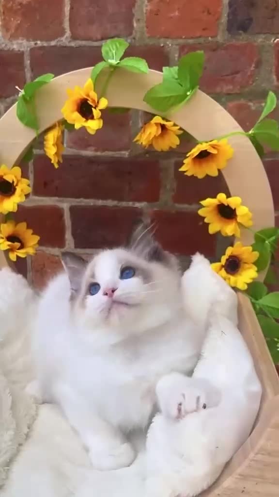 Ragdoll cats for sale: ⭐️AWARD WINNING GCCF CATTERY RAGDOLL KITTENS⭐️ - Video 2
