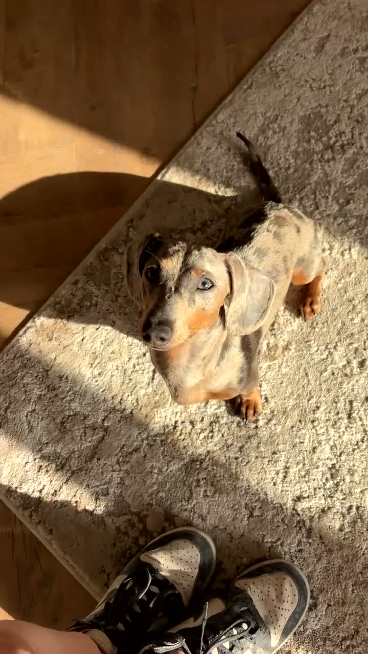 Miniature Dachshund dogs for sale: KC registered 1 year old male Miniature Dachshund  - Video 3