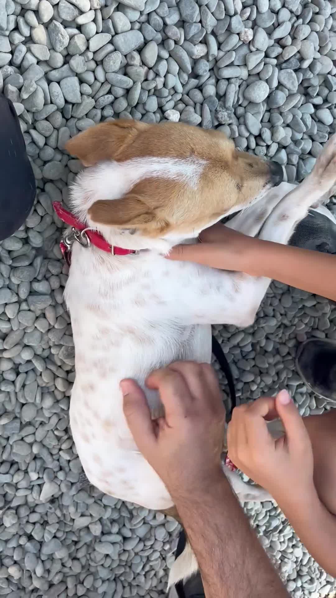 Mixed Breed dogs for adoption: Jeff is waiting for his forever  - Video 2