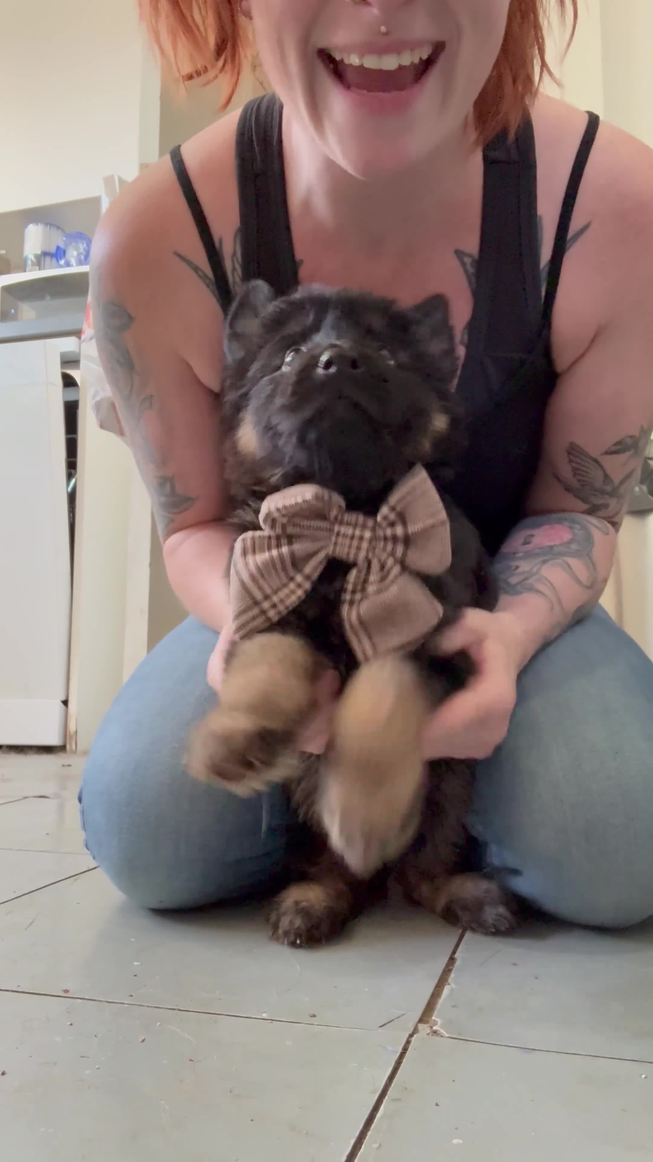 German Shepherd dogs for sale: Chunky beautiful German shepherd pup  - Video 1