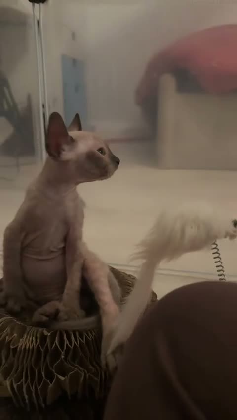 Sphynx cats for sale: Stunning sphinx kittens  - Video 4