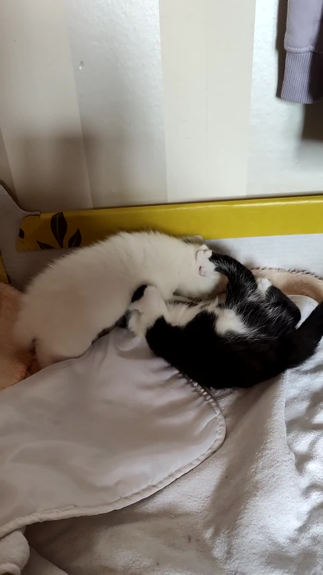 Turkish Angora cats for sale: REDUCED!!! Turkish Angora kittens for sale - Video 2