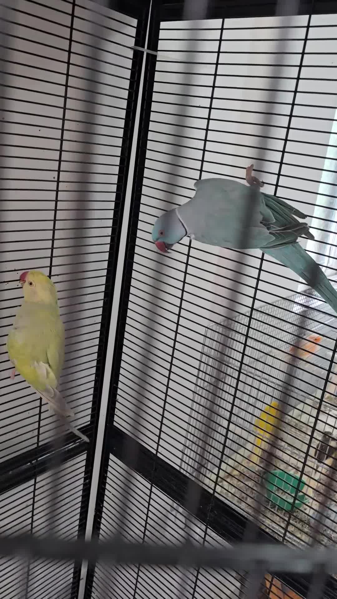 Parrots birds for sale: Lovebirde pairs 2x🦜  - Video 1