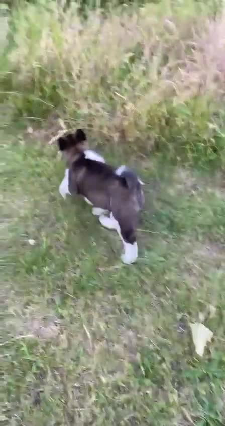 Akita dogs for sale: American akita for sale  in London - Video 4