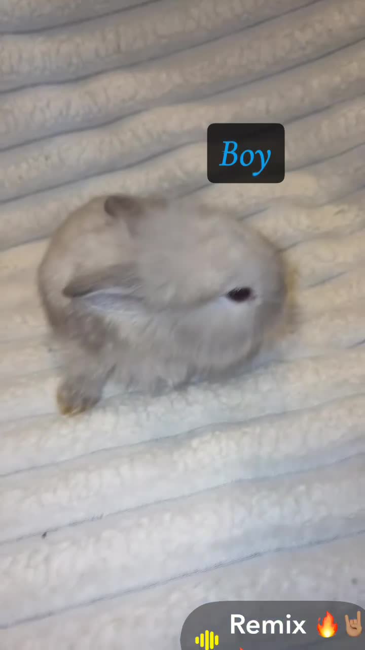 Mini Lion Lop rabbits for sale: 2 beautiful mini lion lops and 1 lion head  in Newport - Video 2
