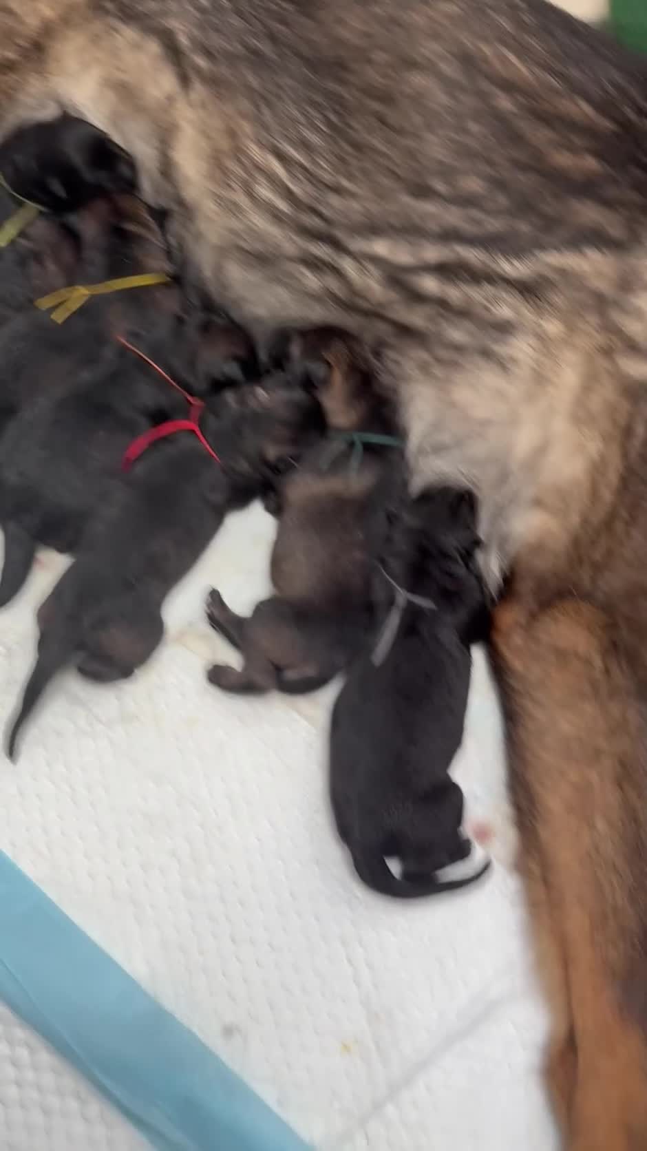 German Shepherd dogs for sale: 🏆 ELITE KC REG CZECH WORKING LINE GSD PUPPIES 🏆 - Video 2