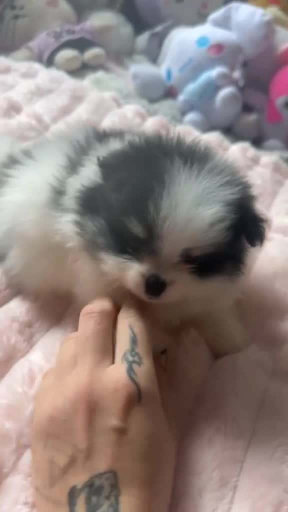 Pomeranian dogs for sale: KC registered Pomeranian Puppies for sale  - Video 2
