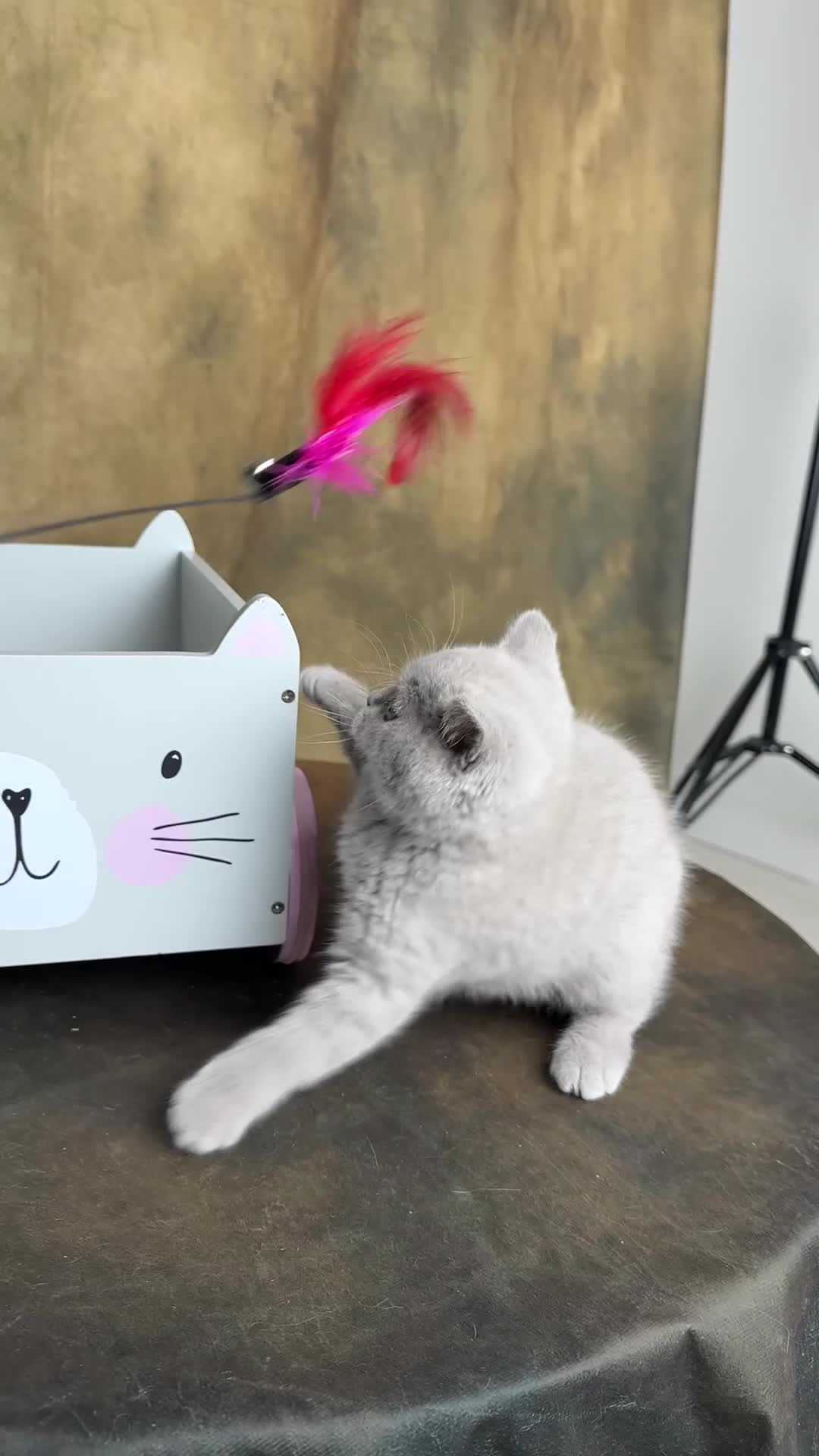 British Shorthair cats for sale: British Short Long-haired Chocolate Brown Fawn Red - Video 1