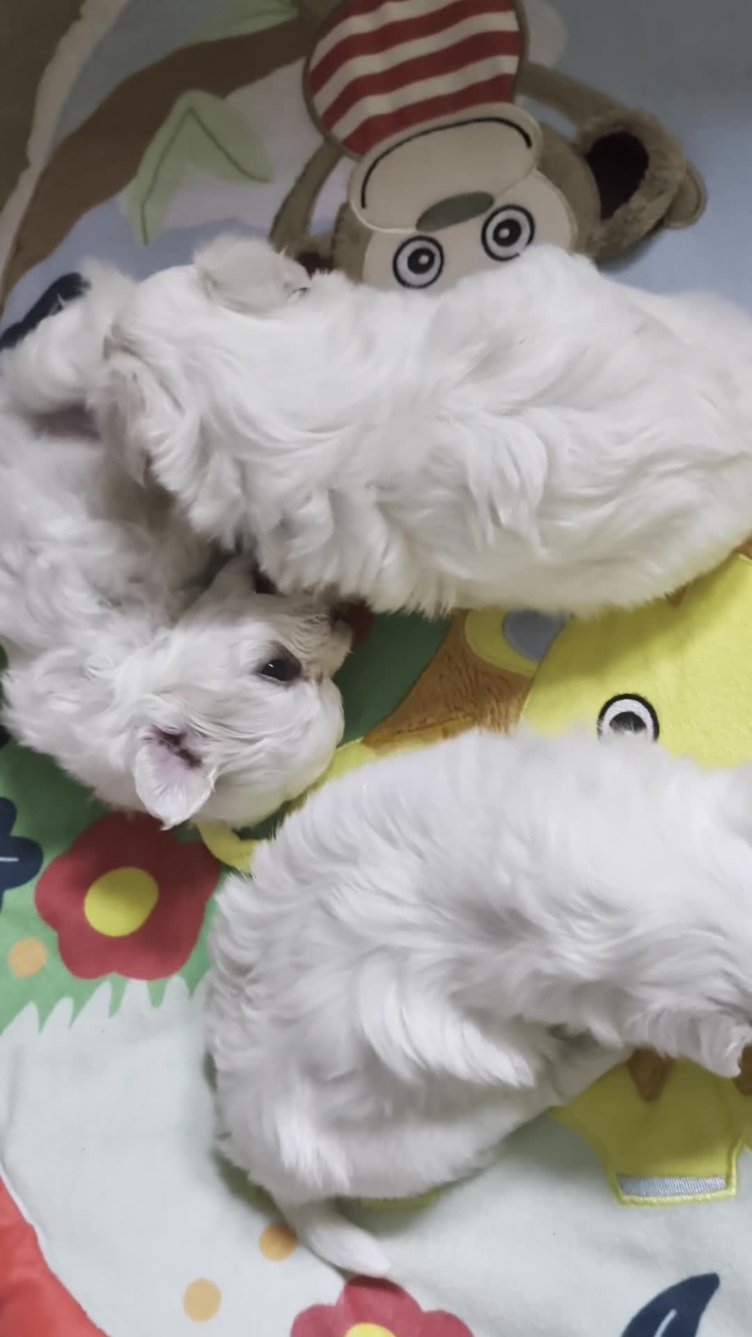 Maltese dogs for sale: Tiny Maltese Boys – KC Registered | Ready Now - Video 2