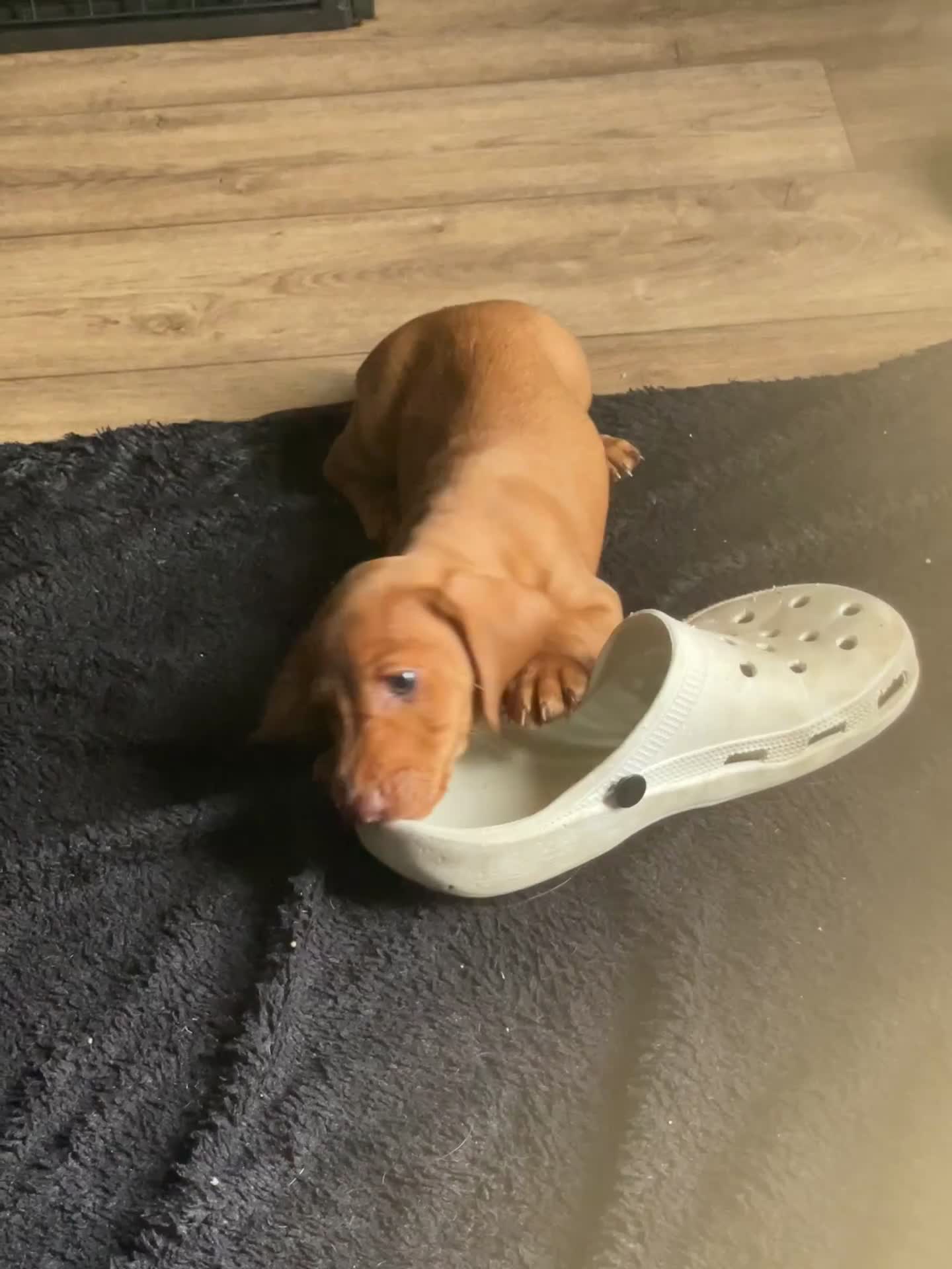 Miniature Dachshund dogs for sale: “Urgent homes needed! – Miniature Dashchunds - Video 1