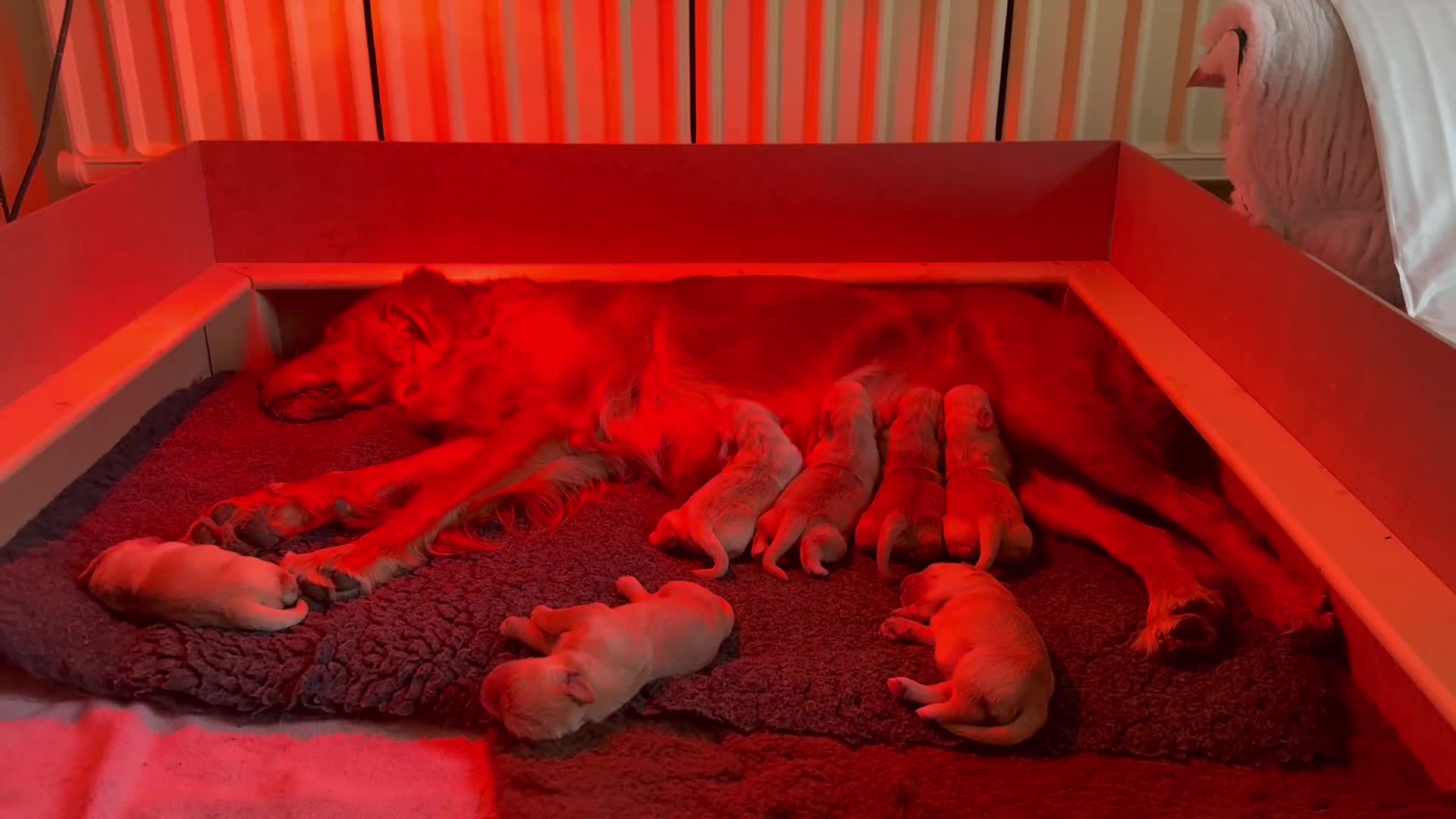 Golden Retriever dogs for sale: Golden retriever puppies - Video 2