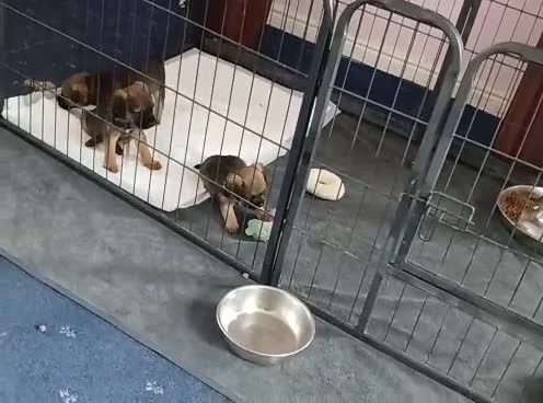 Border Terrier dogs for sale: SLEM clear KC Registered Border Terrier puppies  - Video 2