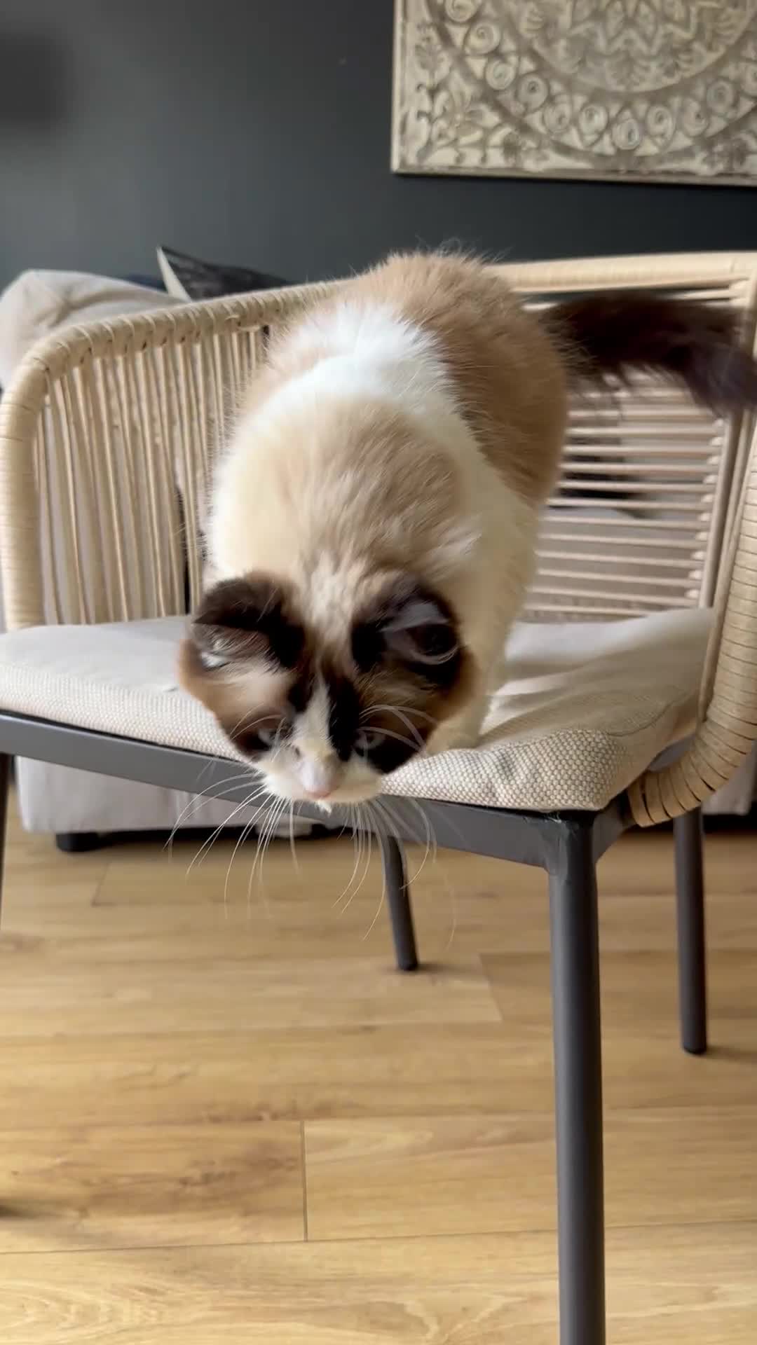 Ragdoll cats for sale: Miss Indie  - Video 2