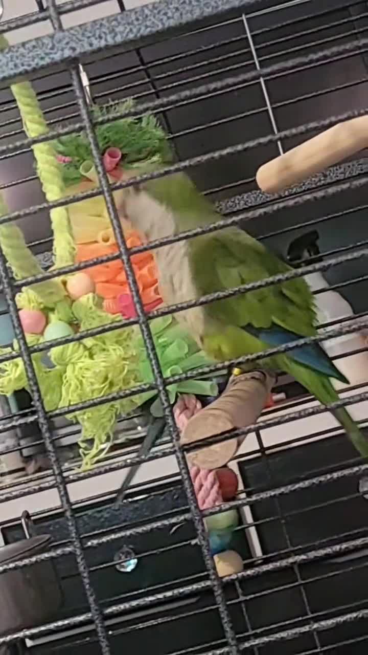 Parakeets birds for sale: Male and female quakers bonded pair  - Video 4