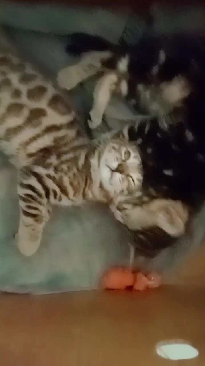 Bengal cats for sale: Best of Bengal - Video 1
