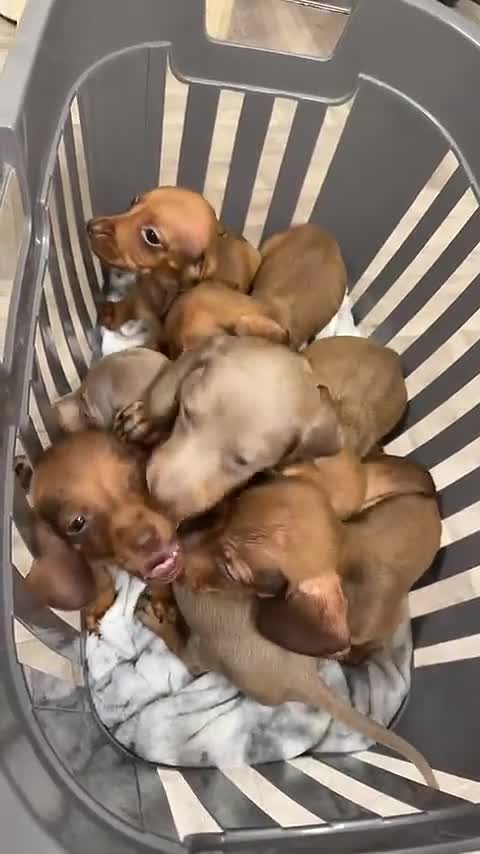 Dachshund dogs for sale: Miniature dachshund  - Video 1