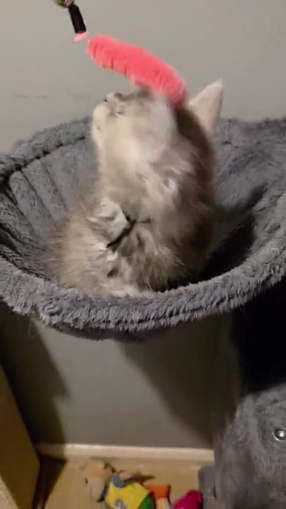 Maine Coon cats for sale: 5 TICA Registered Maine Coon Kittens For Sale - Video 1