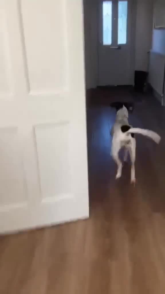 Mixed Breed dogs for adoption: Betty – 3 years old, female, Mixed Breed   - Video 1