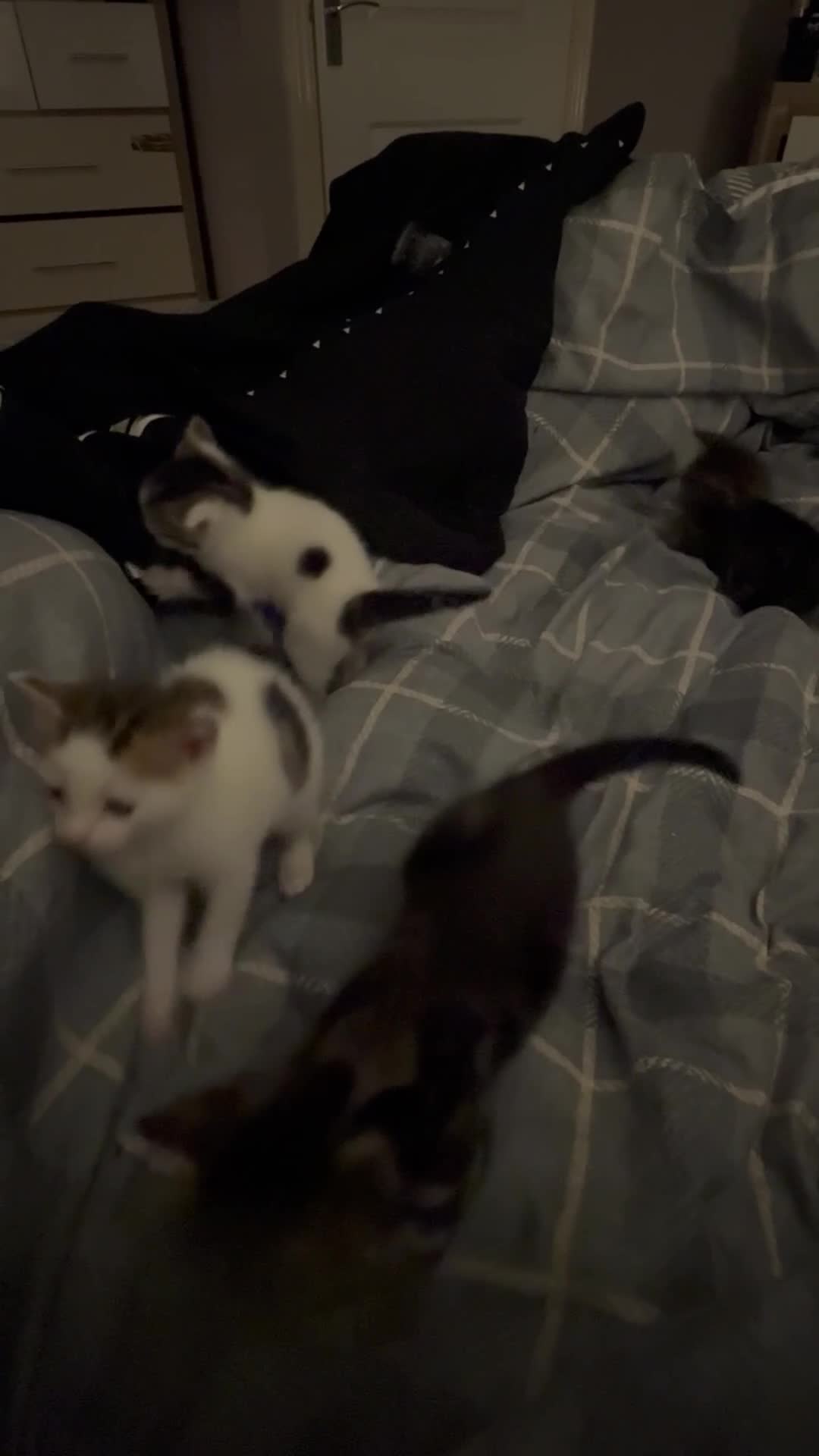 British Shorthair cats for sale: 4 kittens for sale - Video 1