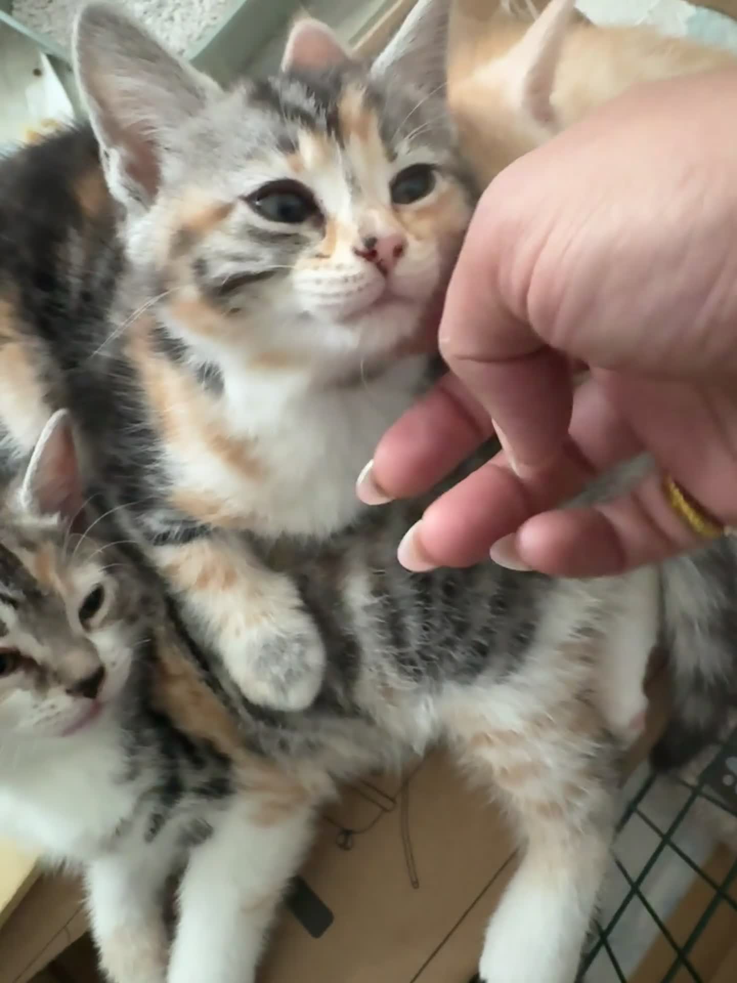 Mixed Breed cats for sale: Bengal and British shorthair short hair mix - Video 3