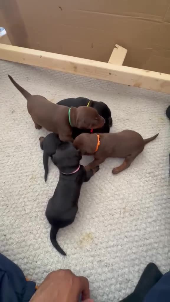 Dobermann dogs for sale: ❤️ Exceptional Family-Raised Doberman Puppies ❤️ - Video 4