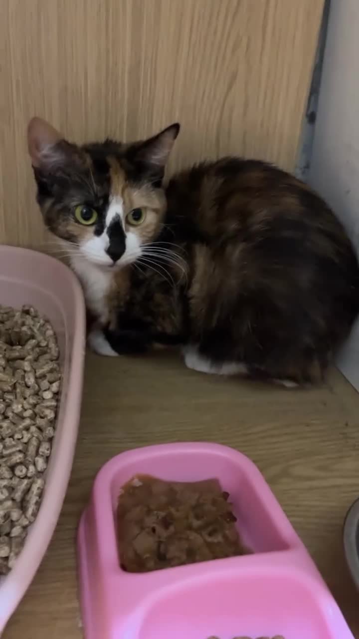 Domestic Shorthair cats for sale: Calico cats mum and daughter  in Peterborough - Video 2