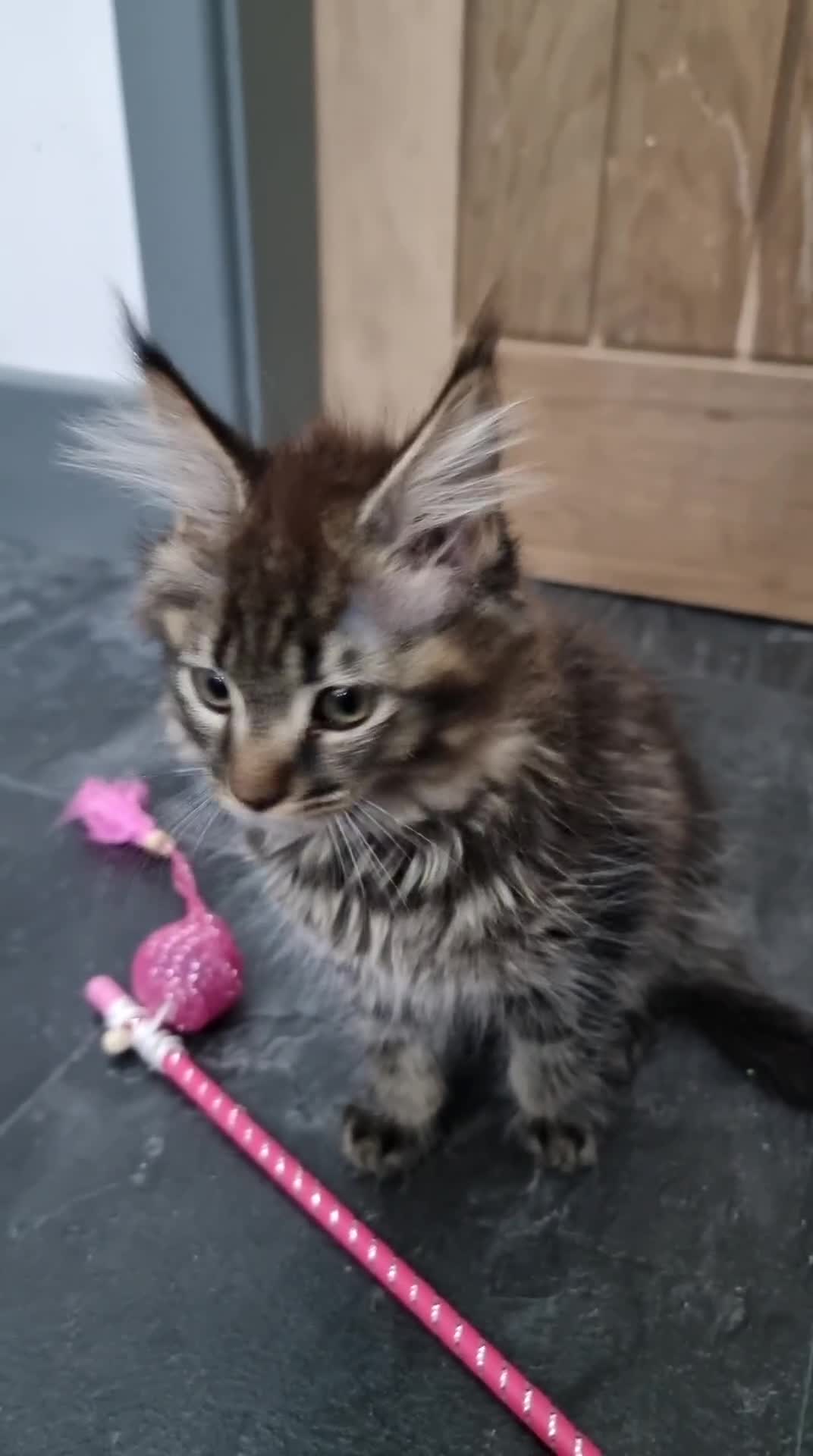 Maine Coon cats for sale: GCCF registered pedigree Maine Coon Kittens  - Video 1