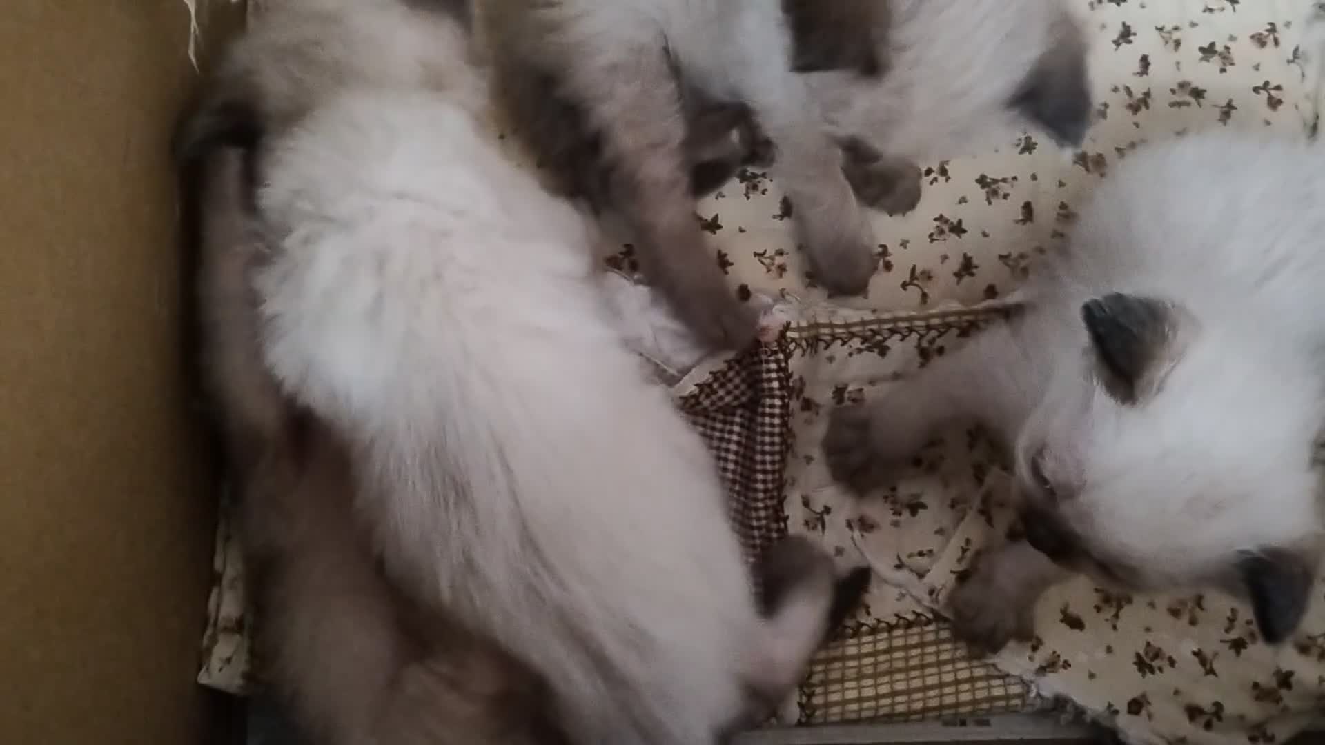 Ragdoll cats for sale: Pure bred Ragdolls need loving homes - Video 1