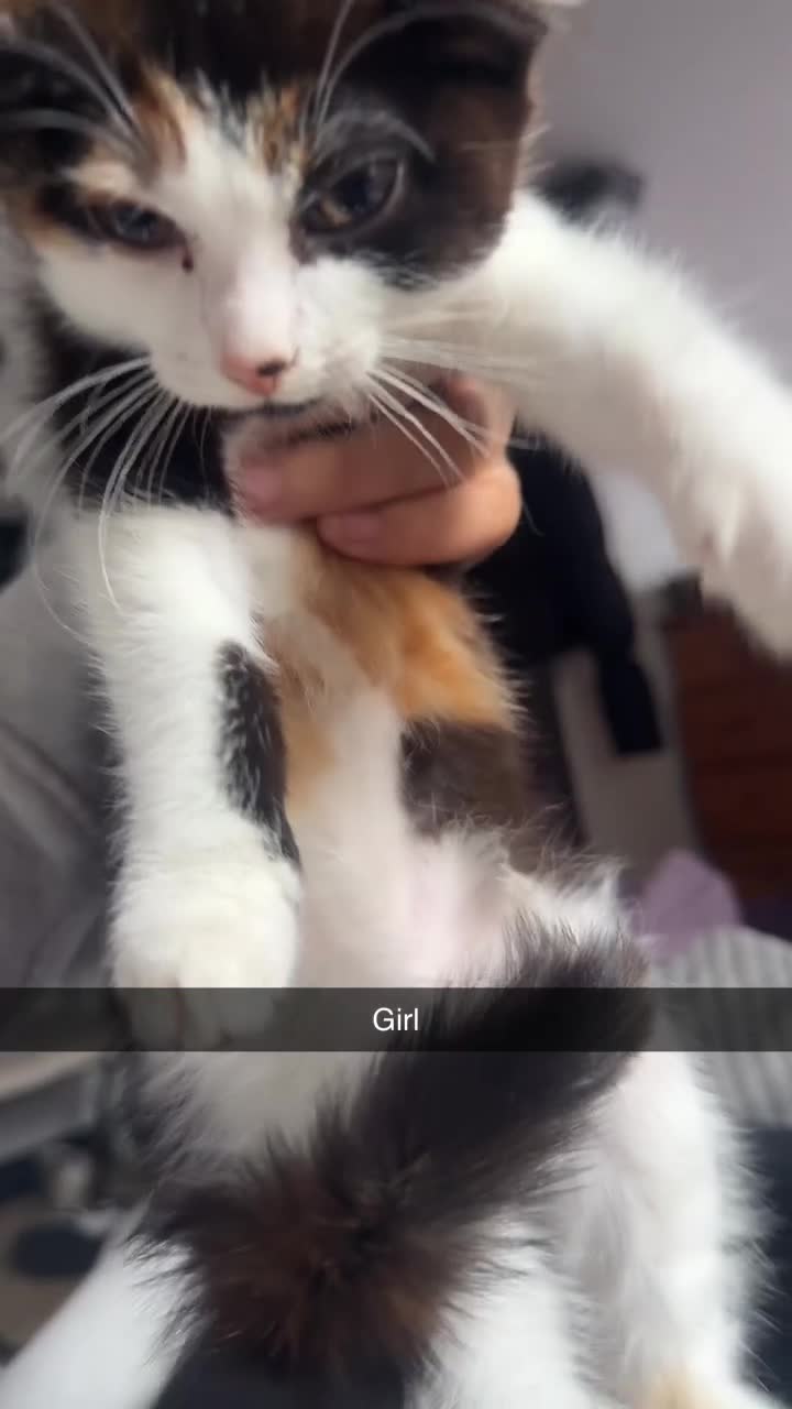 British Longhair cats for sale: 5 beautiful kittens for sale - Video 5