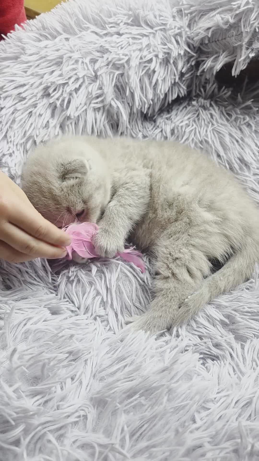 Scottish Fold cats for sale: Kittens Scottish lilac and blue fold fluffy boys in Nottingham - Video 2