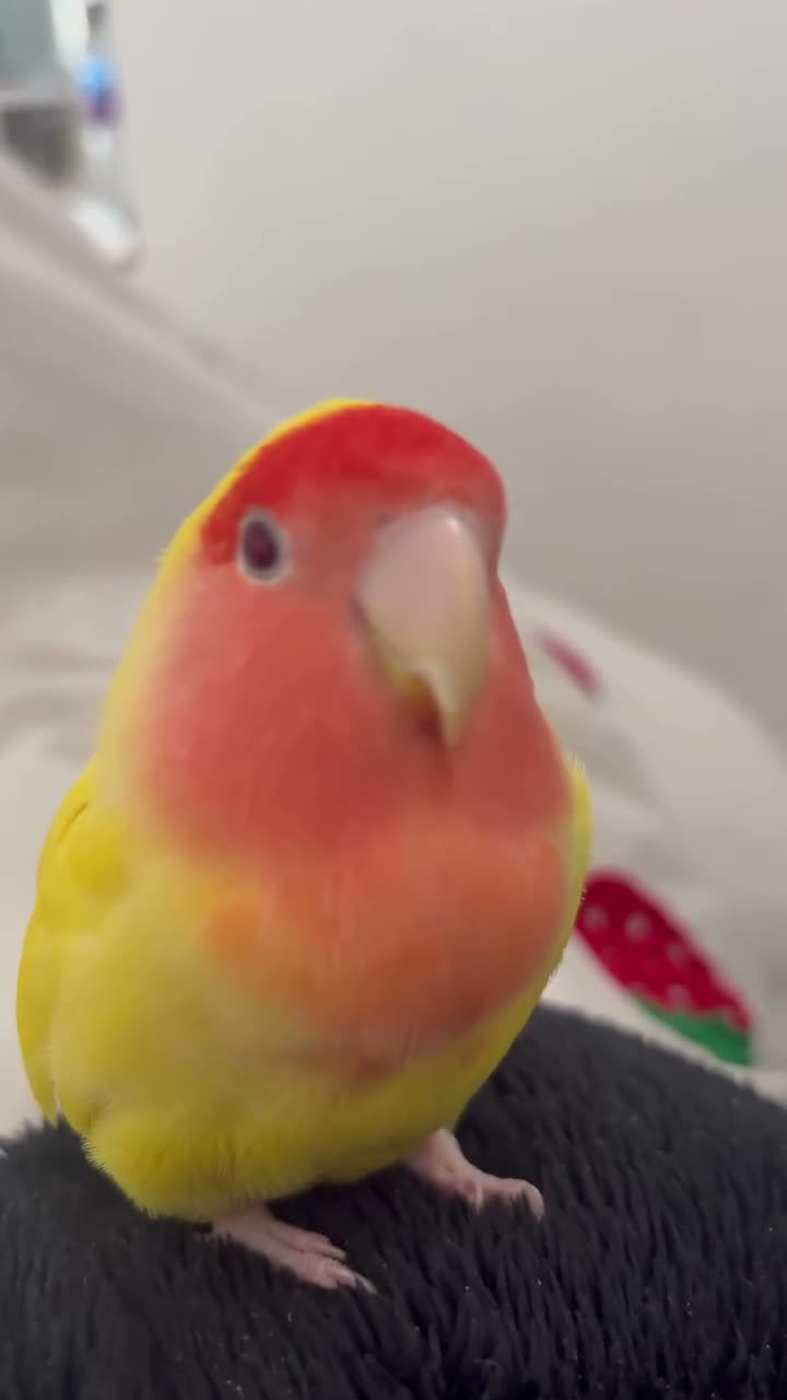 Lovebirds birds for sale: Lovebird  - Video 2