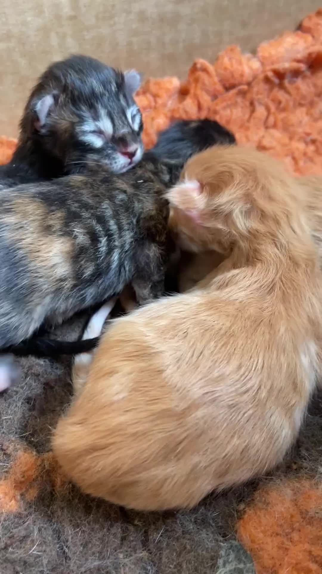 Maine Coon cats for sale: GCCF Registered Maine Coons Ready 16th August  in Banbury - Video 1