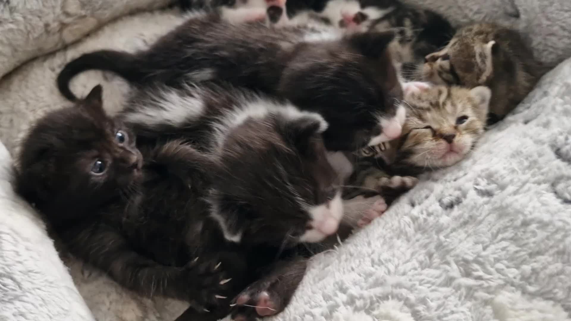Mixed Breed cats for sale: 1 little boy left (READY TO LEAVE) - Video 2