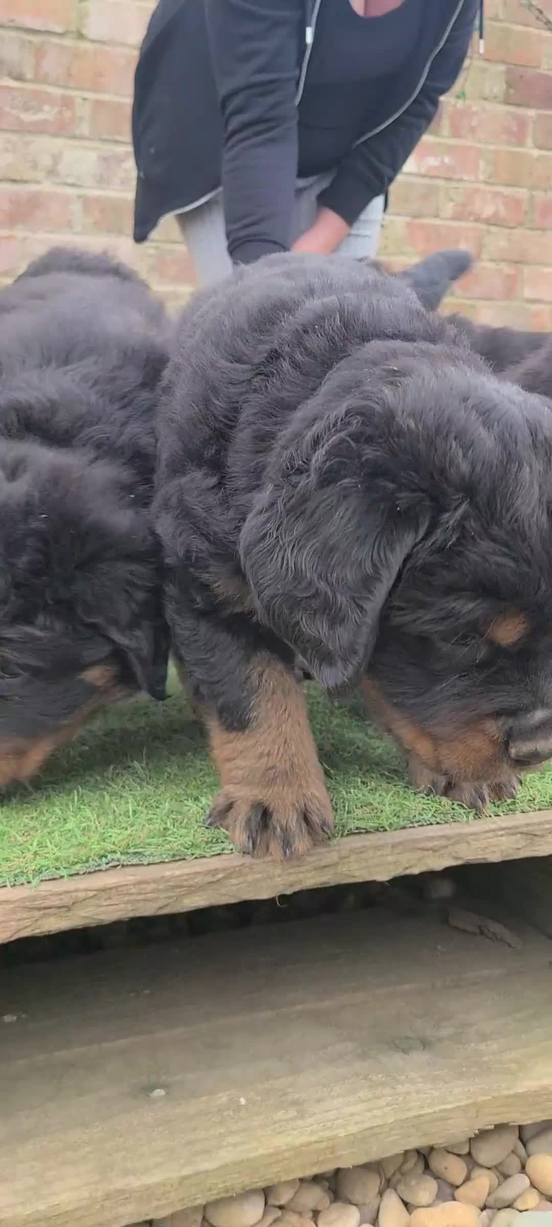 Rottweiler dogs for sale: Long Haired Fluffy Rottie Pups. Full Health Tested - Video 4